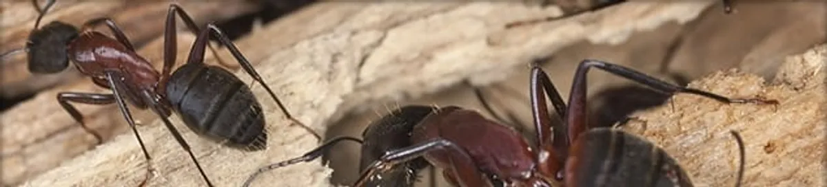 Close-up of ants on wood showing an active ant infestation in Shreveport, LA