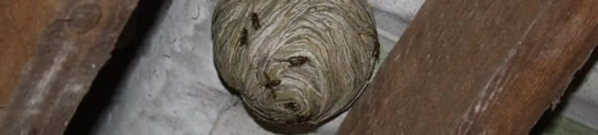 Wasp nest in an attic space, a common home infestation risk in Shreveport, LA