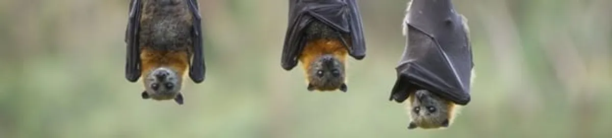 Bats roosting together, a common sign of a bat infestation in Shreveport, LA