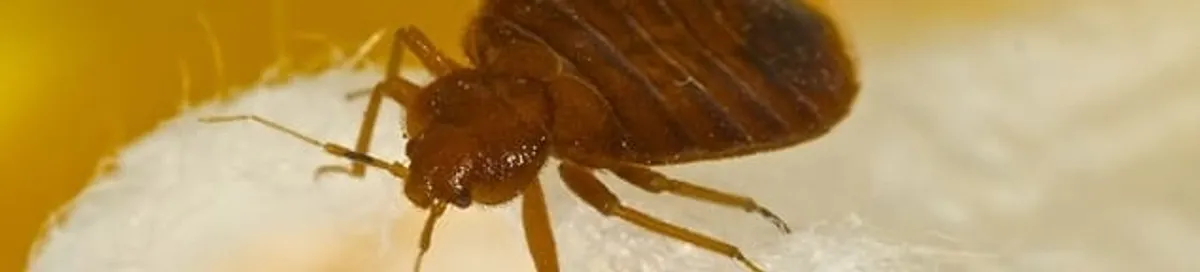Close-up of a bed bug, a sign of an active infestation in Shreveport, LA
