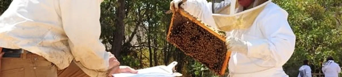 Bee removal specialists relocating a hive and honeycomb safely in Shreveport, LA