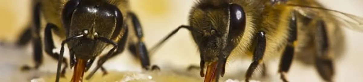 Close-up of honey bees, a sign of a nearby hive in Shreveport, LA