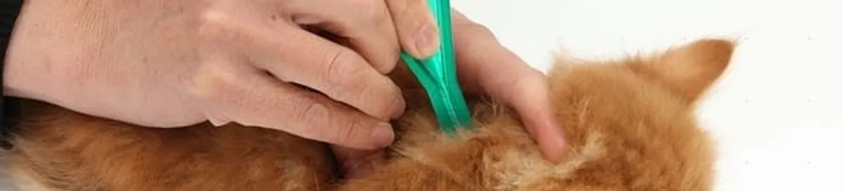 Flea treatment for pets using a flea comb, a sign of flea problems in Shreveport, LA