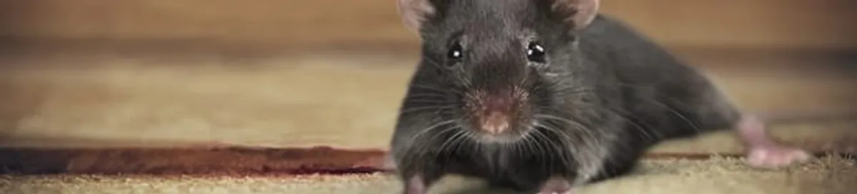 Mouse indoors, a common sign of a rodent infestation in Shreveport, LA