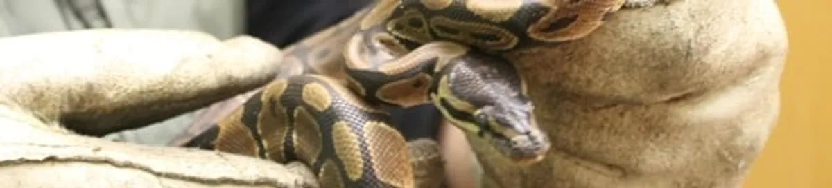 Snake removal specialist safely handling a snake with protective gloves in Shreveport, LA