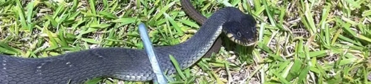 Snake in a yard, a common sign of a snake problem near a home in Shreveport, LA