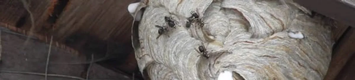 Close-up of a wasp nest with active wasps, a sign of an infestation in Shreveport, LA